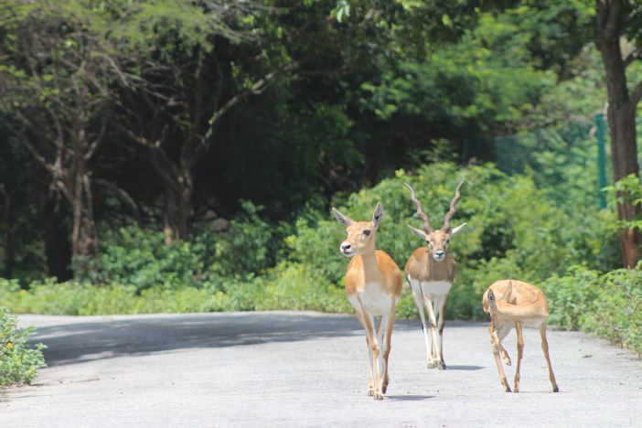 Photograph of The deer family roaming in the forest