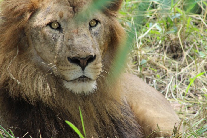 Photograph of Lion sitting in the shade in hot summer day