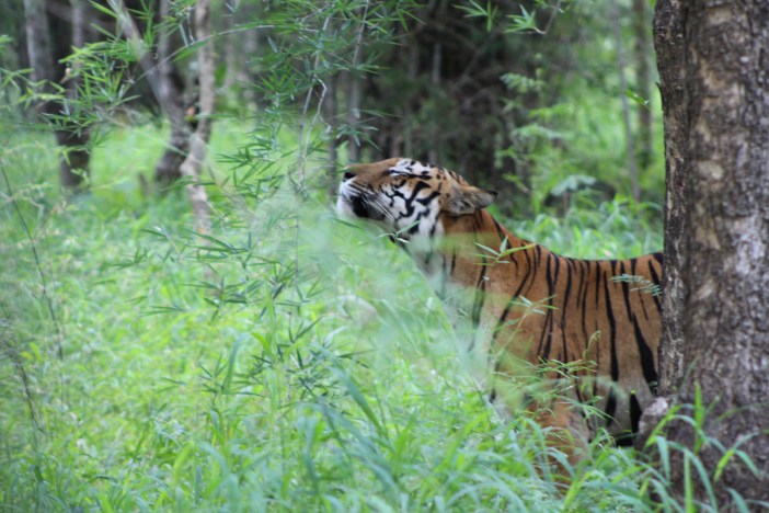 Photograph of the tiger feeling te nature