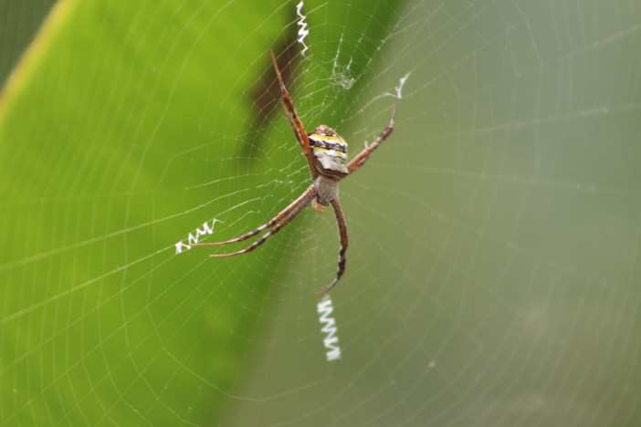 Photograph of the spider in the web