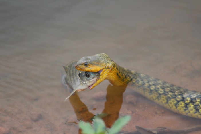 Photograph of snake eating the fish