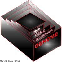 Genome mapping